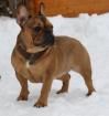 Französische Bulldoggen from the little Sweethearts
