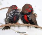 Amadinen Finken Zeisige Ziervögel Hobbyauflösung Lübben