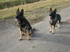 Schäferhunde-Welpen /gerade Rücken/HD-Untersuchte Elterntiere/Leistungszucht