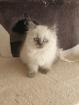 1 Perser Katerchen sucht noch Kuschelpersonal
