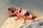 1. 0 Nephrurus cinctus CB 2023 Rauer Knopfschwanzgecko