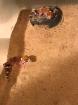 Australischer Dickschwanzgecko/Bellende Geckos/ Underwoodisaurus millii abzugeben NZ 2023 besonder